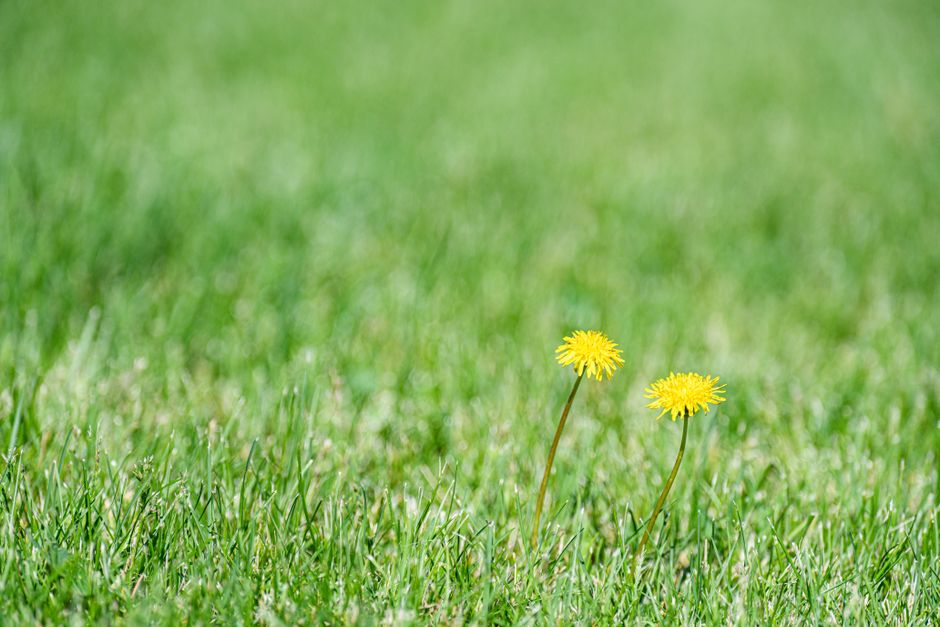 What Kills Lawn Weeds Without Killing Grass, Pets, or Garden Plants?